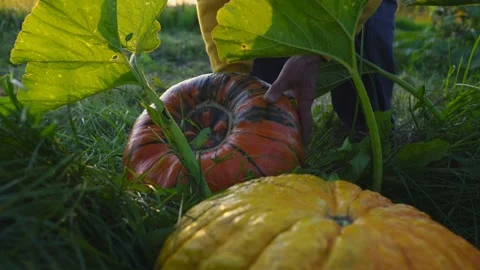 Man cuts and picks up pumpkin in vegetable garden Stock Footage 169174751