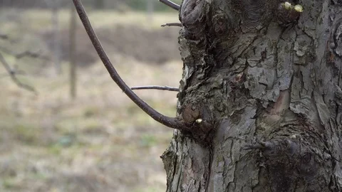 A man cuts a branch from an old tree Stock Footage 125808322