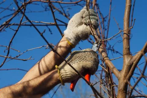 Man cuts a branch with a shears Stock Photos