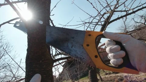 A Man Cuts A Branch Slow Motion Stock Footage 194953393