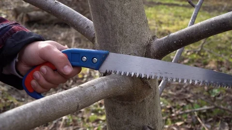 A man cuts a branch from a tree. Cleaning a nut, sawing sick branches Stock Footage 125809563