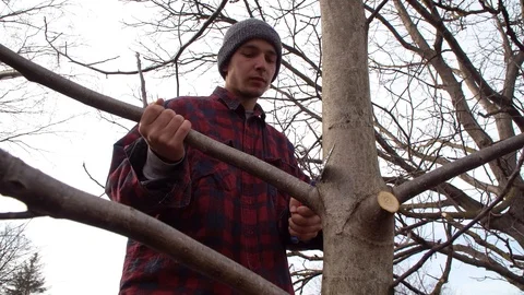 A man cuts a branch from a tree. Cleaning a nut, sawing sick branches Stock Footage 125809582