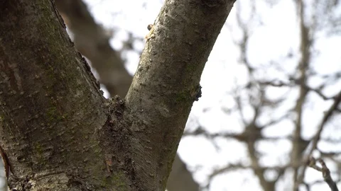 A man cuts a branch from a tree.Close up Stock Footage 125808945