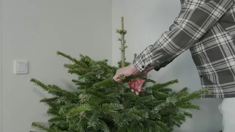 The man cuts branches on a Christmas tree Stock Footage 168897574