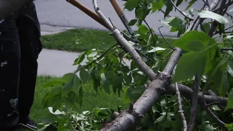 A man cuts branches off a fallen tree limb Stock Footage 134585532