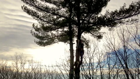 Man Cuts Branches Of Large Pine Tree In Silhouette Stock-Footage 168755641
