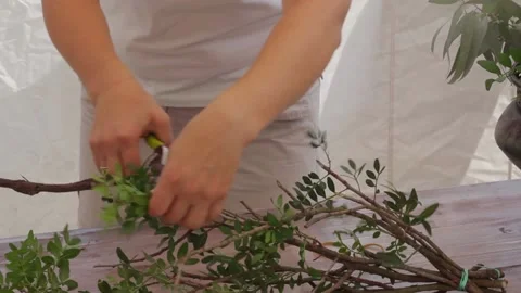 A man cuts branches with a pruner Stock Footage 159897799