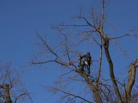 A man cuts the branches of a tree at a height, pruning branches Stock Photos