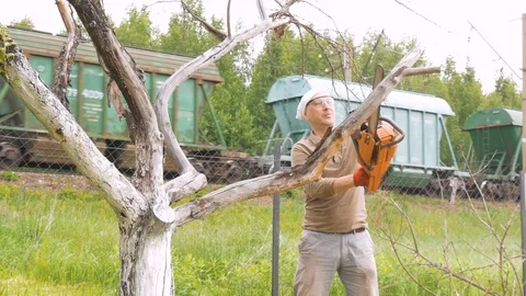 A man cuts off branches on a tree that is withered. In the background, there is Stock-Footage 91662655