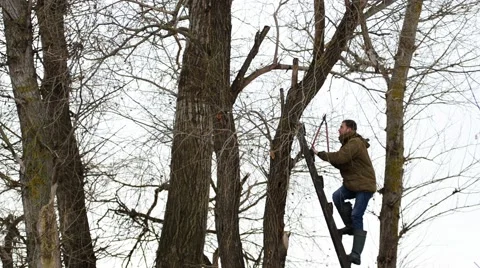 Man cuts off the branches of trees Stock-Footage 46989316