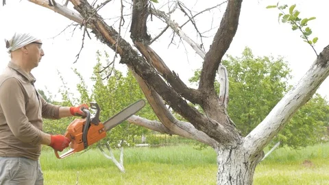 A man cuts a chain saw tree near his house. Green trees in the background Video stock 91662367