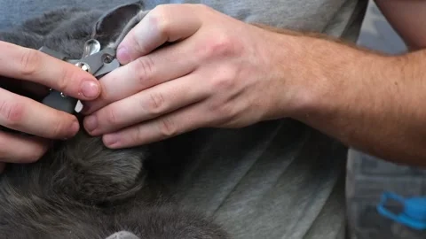 A man cuts the claws of young gray cat with a claw cutter. Chartreuse resists. 库存影片 171087196