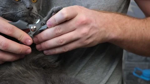 A man cuts the claws of young gray cat with a claw cutter. Chartreuse resists. Stock Footage 171299872