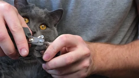 A man cuts the claws of young gray cat with a claw cutter. Chartreuse resists. Stock Footage 171888391