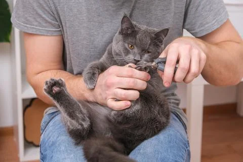 A man cuts the claws of young gray cat with a claw cutter. Chartreuse resists. Stock Photos