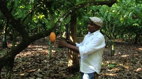 Man cuts cocoa fruits in San Francisco de Macoris, Dominican Republic. Stock Footage