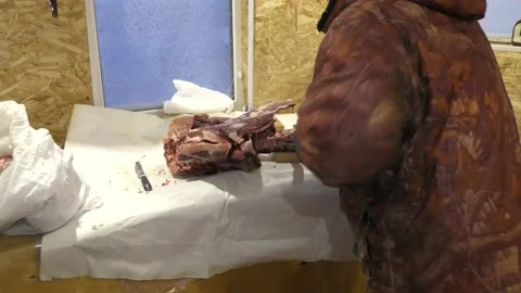 A man cuts a deer carcass into pieces.  Healthy food concept Stock Footage 146003872