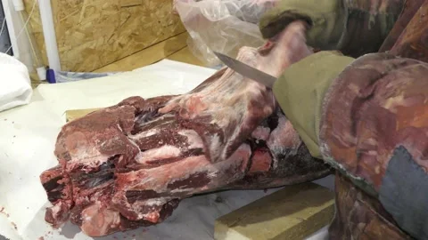 A man cuts a deer carcass into pieces.  Healthy food concept Stock Footage 146004930
