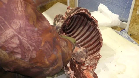 A man cuts a deer carcass into pieces.  Healthy food concept 스톡 동영상 146005115