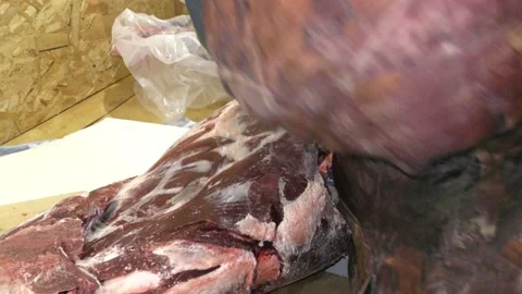A man cuts a deer carcass into pieces.  Healthy food concept Vídeos de archivo 146005546
