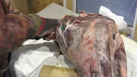A man cuts a deer carcass into pieces.  Healthy food concept 스톡 동영상 146006049