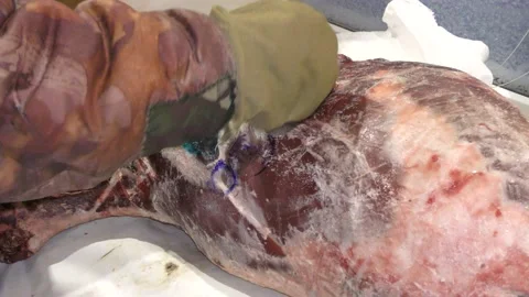 A man cuts a deer carcass into pieces.  Healthy food concept Video stock 146006422