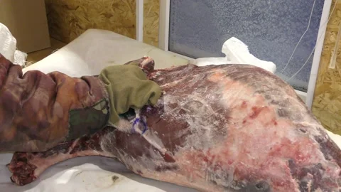 A man cuts a deer carcass into pieces.  Healthy food concept 動画素材 146006526