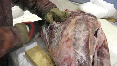 A man cuts a deer carcass into pieces.  Healthy food concept Vídeo Stock 146006876