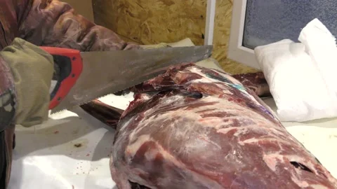 A man cuts a deer carcass into pieces.  Healthy food concept Vídeo Stock 146007318