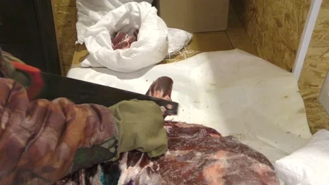 A man cuts a deer carcass into pieces.  Healthy food concept 스톡 동영상 146007630