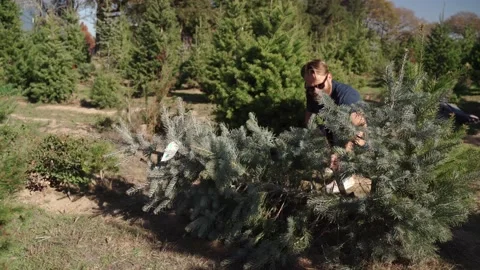 Man cuts down Christmas tree with hand saw Stock Footage 222845249
