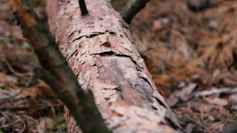 A man cuts down a fallen pine tree with an axe Stock Footage 133371691