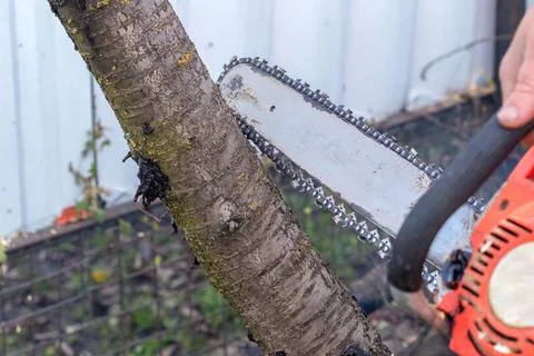Man cuts down a fruit tree with an electric chainsaw Stock Photos