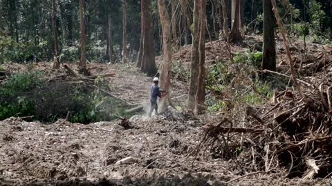 A man cuts down a large tree with a chainsaw in a tropical forest. Rainforest Stock Footage 195507182