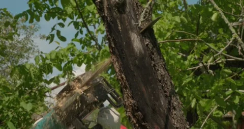 A man cuts down an old apple tree with a chainsaw, producing sawdust and Stock Footage 319864629