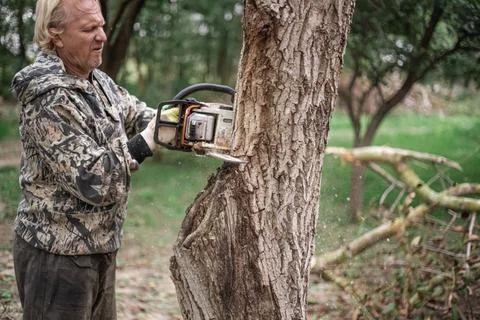 A man cuts down an old tree with a chainsaw. Removing old plants in the garde Foto stock
