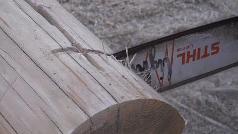 A man cuts down a tree with a chainsaw Stock-Footage 197773169