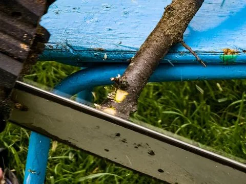 A man cuts down a tree with an electric saw. Sawdust flies in all directions  Stock Photos