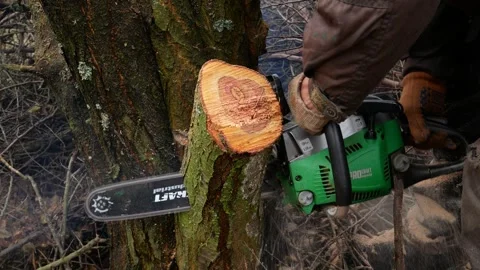 A man cuts down a tree trunk with a chainsaw. Deforestation. Stock Footage 317850053