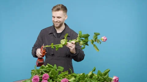 Man cuts off the ends of a rose on blue background Stock Footage 267901167