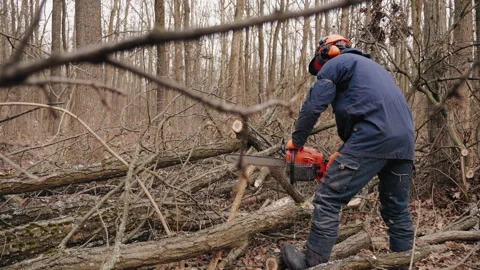 A man cuts up fallen dead trees in thick forest for firewood Stock Footage 280557775
