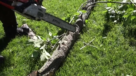 Man cuts fallen tree branch with chainsaw Stock Footage 134585512