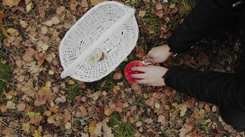 Man cuts fly agaric by knife and puts amanita muscaria in white wicker basket in Stock Footage 286096600
