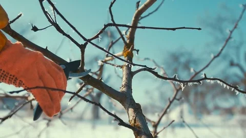 Man cuts frozen branches. Scissors. Winter Stock Footage 72752929