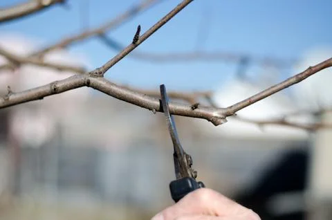 A man cuts off a fruit tree with secateurs. Peach tree Stock Photos