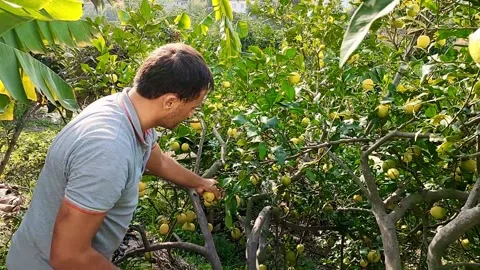 Man cuts fruits of lemons from branches with special tool in garden and puts Stock Footage 252563399