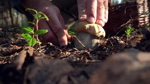 Man cuts off a growing mushroom. picking mushrooms in the forest in autumn Stock Footage 283535477