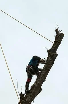 A man cuts high tree branches, a forester with a chainsaw clears a tree of hi Foto stock