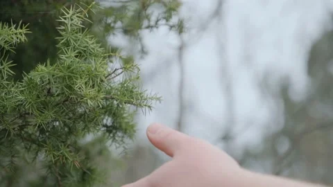 A man cuts a juniper branch with a pruner in the forest close-up Stock Footage 185891490
