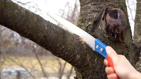 A man cuts a large branch of a tree. Care of the tree.Sawing cherries Stock Footage 125809028